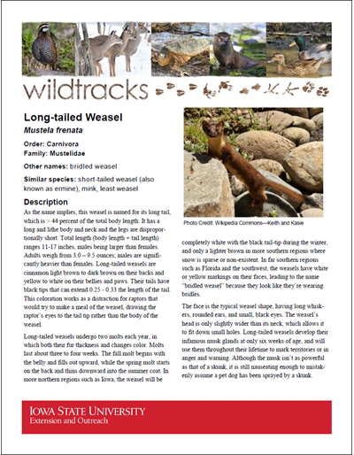 WildTracks: Long-tailed Weasel