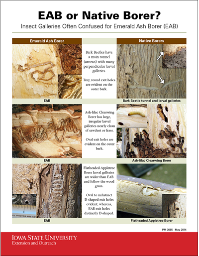 Emerald Ash Borer Management Options