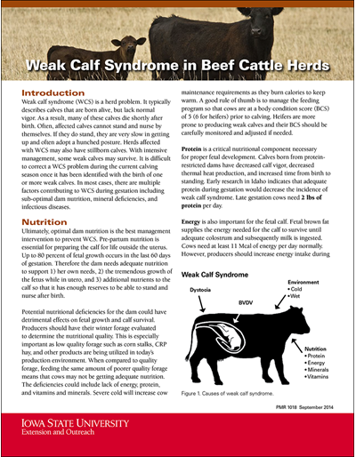 Weak Calf Syndrome in Beef Cattle Herds