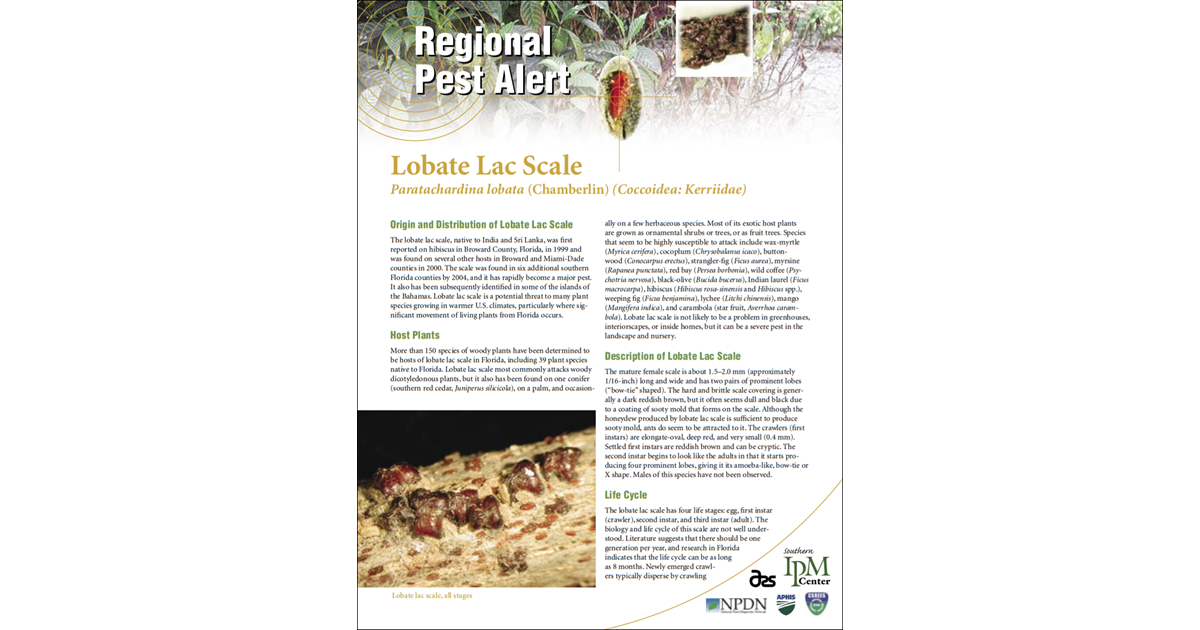 Regional Pest Alert - Lobate Lac Scale