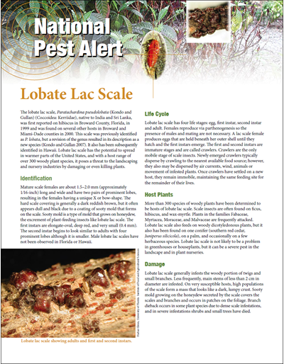 Regional Pest Alert - Lobate Lac Scale