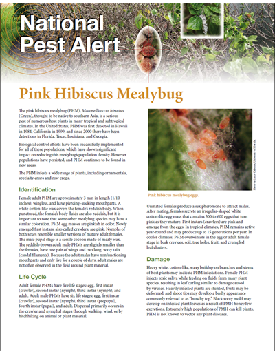 National Pest Alert - Pink Hibiscus Mealybug