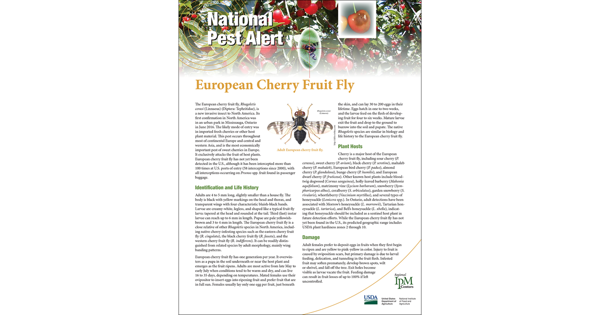 European Cherry Fruit Fly