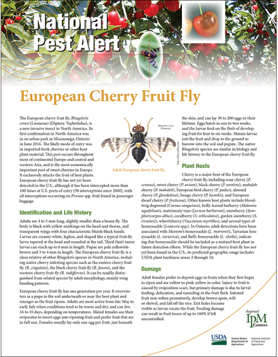 European Cherry Fruit Fly
