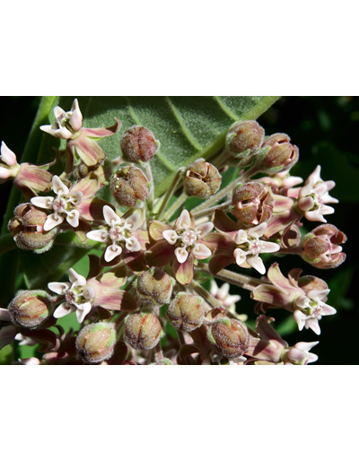 Common Milkweed Germination Seeds Packet