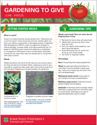 June Weeds -- Gardening to Give