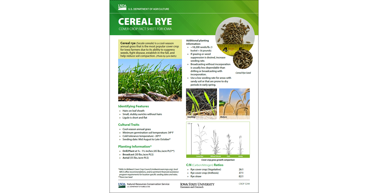 Cereal Rye: Cover Crop Fact Sheet for Iowa