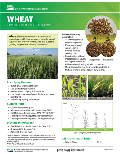 Wheat: Cover Crop Fact Sheet for Iowa