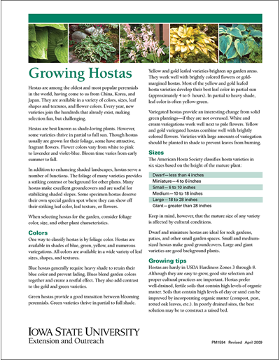 Growing Hostas