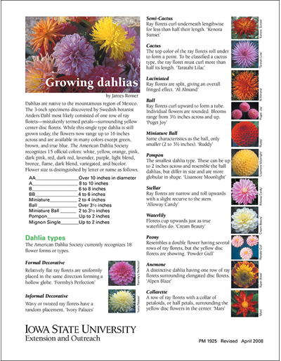 growing-dahlias