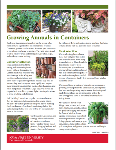 Growing Annuals in Containers