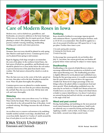 Caring for Roses in Iowa
