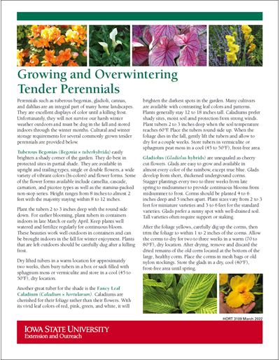 Growing and Overwintering Tender Perennials