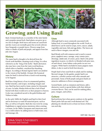 Growing and Using Basil